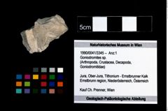 Foto (Objekt + Etikett) von Goniodromites sp.  (NHMW-GEO-1990-0041-3345)